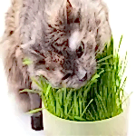 Alice Kedi Çimi - 5 Adet - Görsel 2