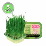 Alice Kedi Çimi - 5 Adet