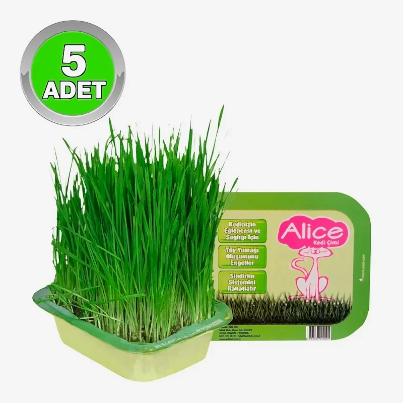 Alice Kedi Çimi - 5 Adet