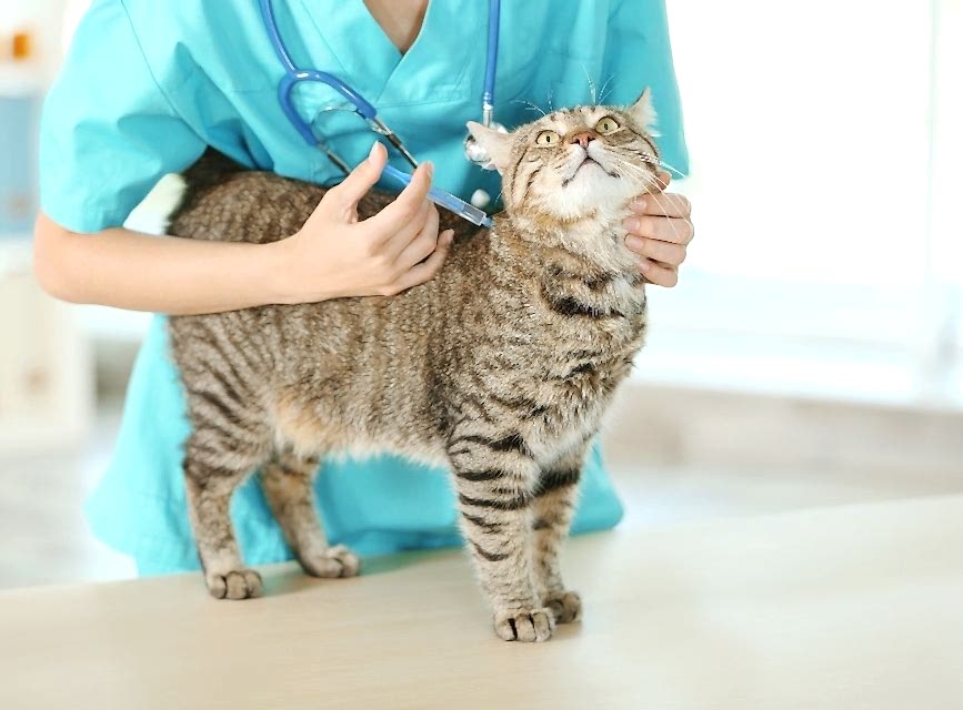 Kedi Veteriner Kontrolü
