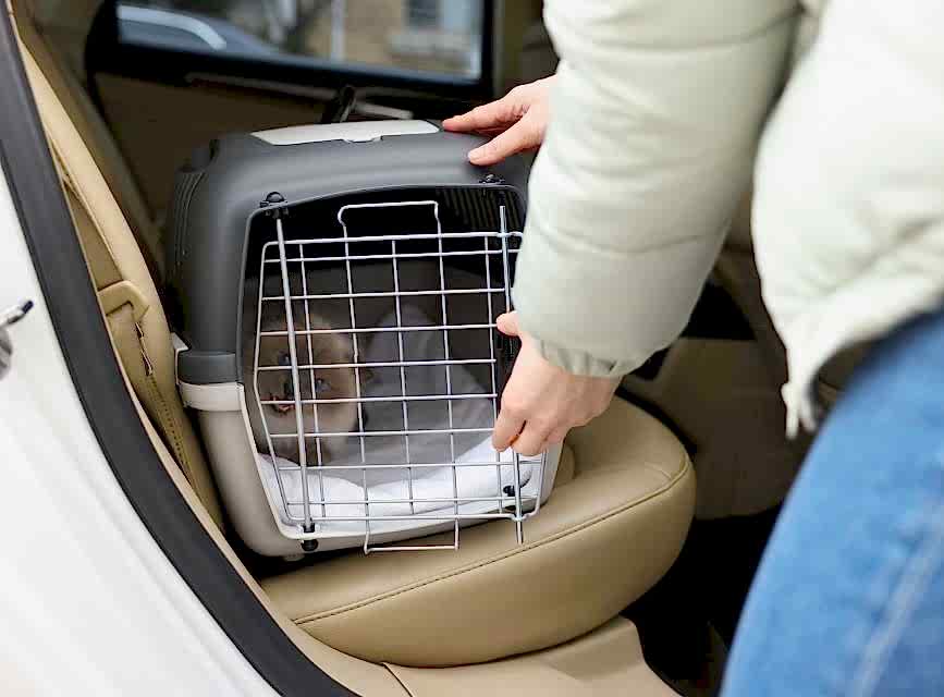 Kedinizi Araba İçinde Bırakmayın