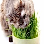 Alice Smart Kedi Maması 15 Kg + Çim - Görsel 5