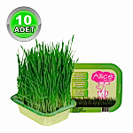 Alice Kedi Çimi - 10 Adet